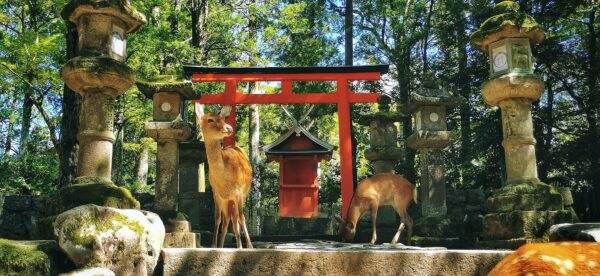 Deux biches qui attendent devant une porte de temple typique du japon.