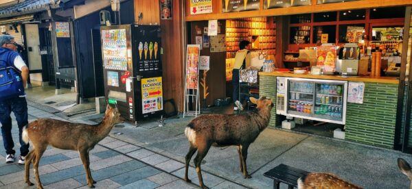 Deux biches qui attendent leur tour à une boutique qui distribue de la nourriture.