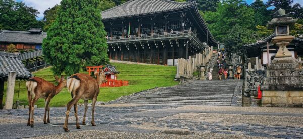 Deux biches qui attendent devant les escaliers qui mènent à un temple en hauteur.