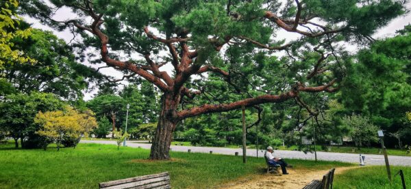 Un magnifique arbre, un pin, avec un homme lisant un livre sur un banc juste sous l'arbre.